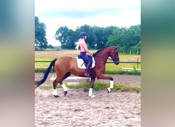 Hannoveraner, Wallach, 4 Jahre, 170 cm, Brauner