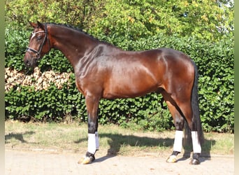 Hannoveraner, Wallach, 4 Jahre, 170 cm, Brauner