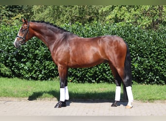 Hannoveraner, Wallach, 4 Jahre, 170 cm, Brauner