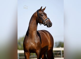 Hannoveraner, Wallach, 4 Jahre, 170 cm, Brauner