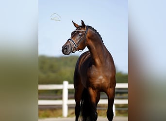 Hannoveraner, Wallach, 4 Jahre, 170 cm, Brauner