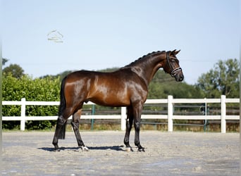 Hannoveraner, Wallach, 4 Jahre, 170 cm, Brauner