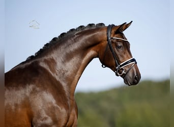 Hannoveraner, Wallach, 4 Jahre, 170 cm, Brauner