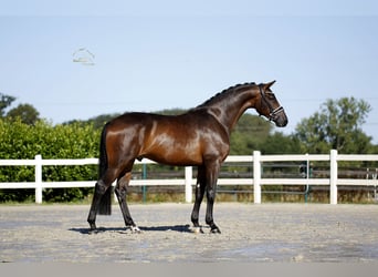 Hannoveraner, Wallach, 4 Jahre, 170 cm, Brauner