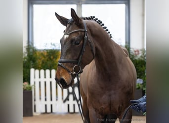 Hannoveraner, Wallach, 4 Jahre, 170 cm, Brauner