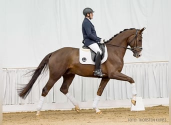 Hannoveraner, Wallach, 4 Jahre, 170 cm, Brauner