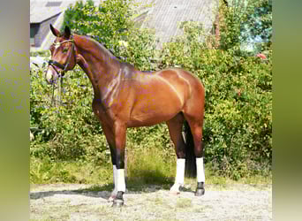 Hannoveraner, Wallach, 4 Jahre, 170 cm, Brauner