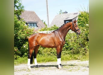 Hannoveraner, Wallach, 4 Jahre, 170 cm, Brauner