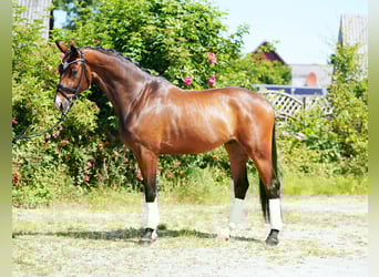 Hannoveraner, Wallach, 4 Jahre, 170 cm, Brauner