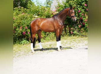 Hannoveraner, Wallach, 4 Jahre, 170 cm, Brauner