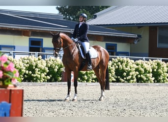 Hannoveraner, Wallach, 4 Jahre, 170 cm, Brauner
