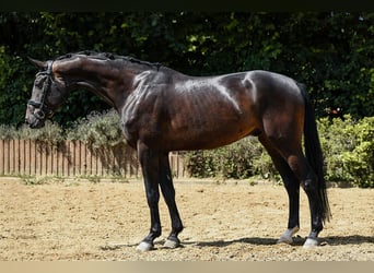 Hannoveraner, Wallach, 4 Jahre, 170 cm, Dunkelbrauner