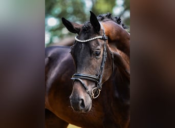 Hannoveraner, Wallach, 4 Jahre, 170 cm, Dunkelbrauner
