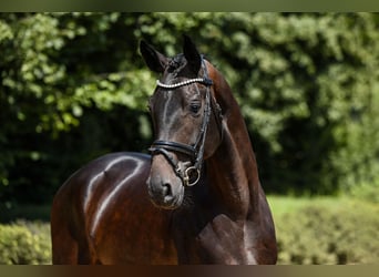 Hannoveraner, Wallach, 4 Jahre, 170 cm, Dunkelbrauner