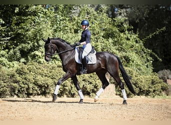 Hannoveraner, Wallach, 4 Jahre, 170 cm, Dunkelbrauner