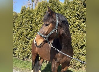 Hannoveraner, Wallach, 4 Jahre, 170 cm, Dunkelbrauner