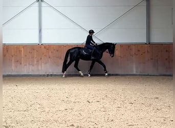 Hannoveraner, Wallach, 4 Jahre, 170 cm, Dunkelbrauner