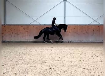 Hannoveraner, Wallach, 4 Jahre, 170 cm, Dunkelbrauner