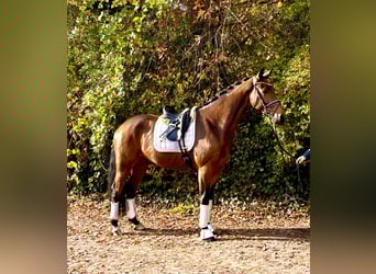 Hannoveraner, Wallach, 4 Jahre, 170 cm, Dunkelbrauner