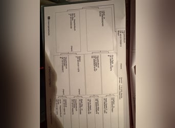 Hannoveraner, Wallach, 4 Jahre, 170 cm, Dunkelbrauner