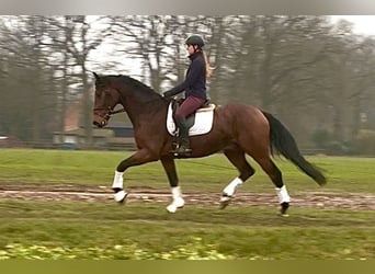 Hannoveraner, Wallach, 4 Jahre, 170 cm, Dunkelbrauner