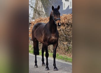 Hannoveraner, Wallach, 4 Jahre, 170 cm, Dunkelbrauner