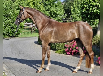 Hannoveraner, Wallach, 4 Jahre, 170 cm, Dunkelfuchs