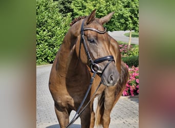 Hannoveraner, Wallach, 4 Jahre, 170 cm, Dunkelfuchs