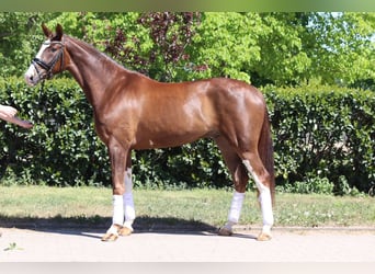 Hannoveraner, Wallach, 4 Jahre, 170 cm, Dunkelfuchs