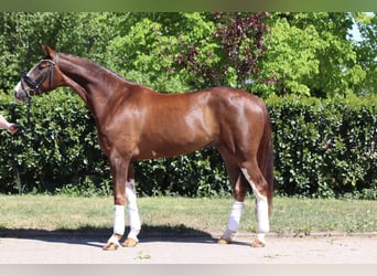 Hannoveraner, Wallach, 4 Jahre, 170 cm, Dunkelfuchs