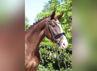 Hannoveraner, Wallach, 4 Jahre, 170 cm, Dunkelfuchs