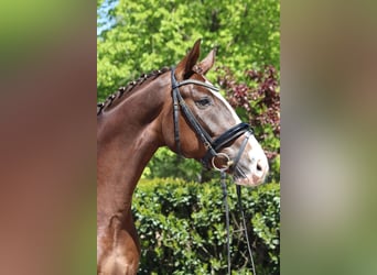 Hannoveraner, Wallach, 4 Jahre, 170 cm, Dunkelfuchs
