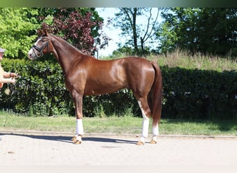 Hannoveraner, Wallach, 4 Jahre, 170 cm, Dunkelfuchs