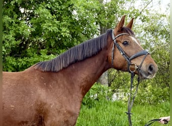Hannoveraner, Wallach, 4 Jahre, 170 cm, Dunkelfuchs