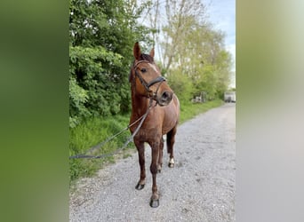 Hannoveraner, Wallach, 4 Jahre, 170 cm, Dunkelfuchs