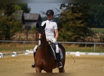 Hannoveraner, Wallach, 4 Jahre, 170 cm, Fuchs