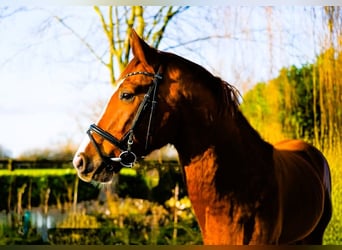 Hannoveraner, Wallach, 4 Jahre, 170 cm, Fuchs