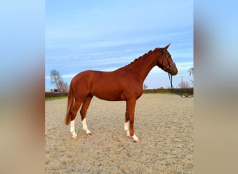 Hannoveraner, Wallach, 4 Jahre, 170 cm, Fuchs