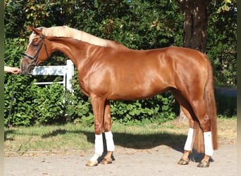 Hannoveraner, Wallach, 4 Jahre, 170 cm, Fuchs
