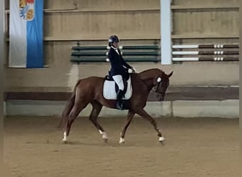 Hannoveraner, Wallach, 4 Jahre, 170 cm, Fuchs