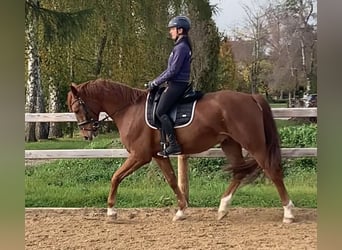 Hannoveraner, Wallach, 4 Jahre, 170 cm, Fuchs