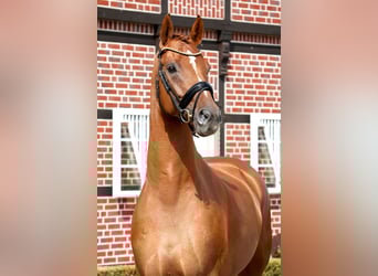 Hannoveraner, Wallach, 4 Jahre, 170 cm, Fuchs