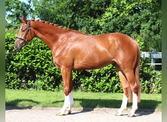 Hannoveraner, Wallach, 4 Jahre, 170 cm, Fuchs
