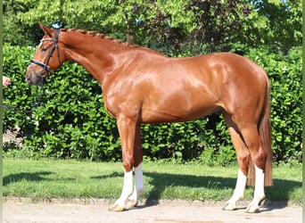 Hannoveraner, Wallach, 4 Jahre, 170 cm, Fuchs