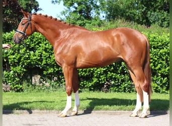 Hannoveraner, Wallach, 4 Jahre, 170 cm, Fuchs