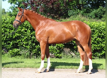 Hannoveraner, Wallach, 4 Jahre, 170 cm, Fuchs