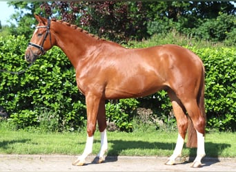 Hannoveraner, Wallach, 4 Jahre, 170 cm, Fuchs