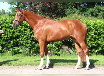 Hannoveraner, Wallach, 4 Jahre, 170 cm, Fuchs