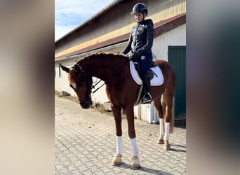 Hannoveraner, Wallach, 4 Jahre, 170 cm, Fuchs