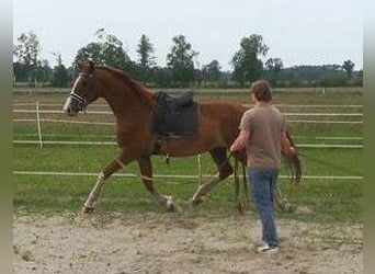 Hannoveraner, Wallach, 4 Jahre, 170 cm, Fuchs